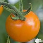 Plant de tomate jaune 'Sungold' F1 bio : pot de 0,5 litre